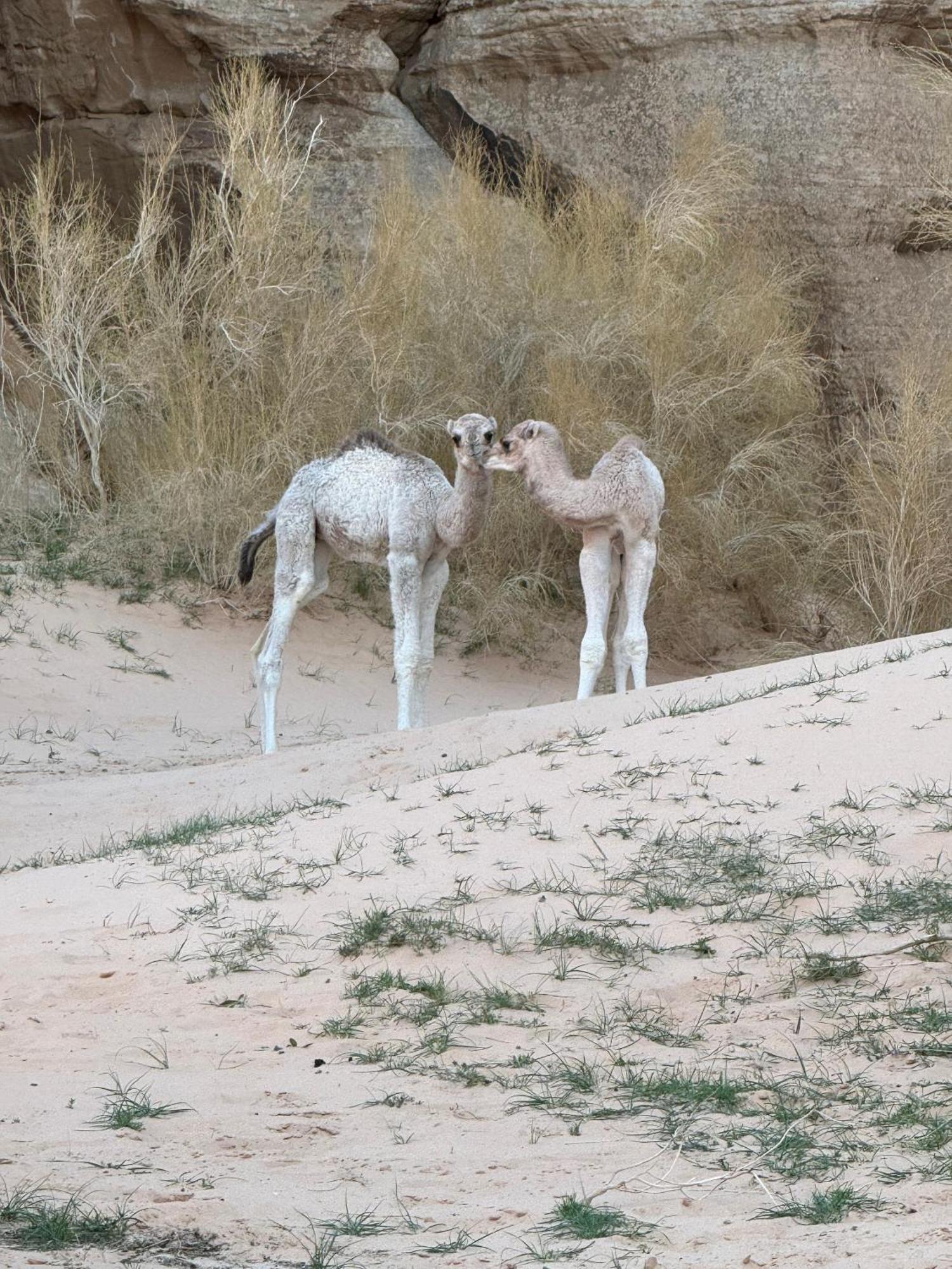 Desert Bird Camp 와디럼 외부 사진