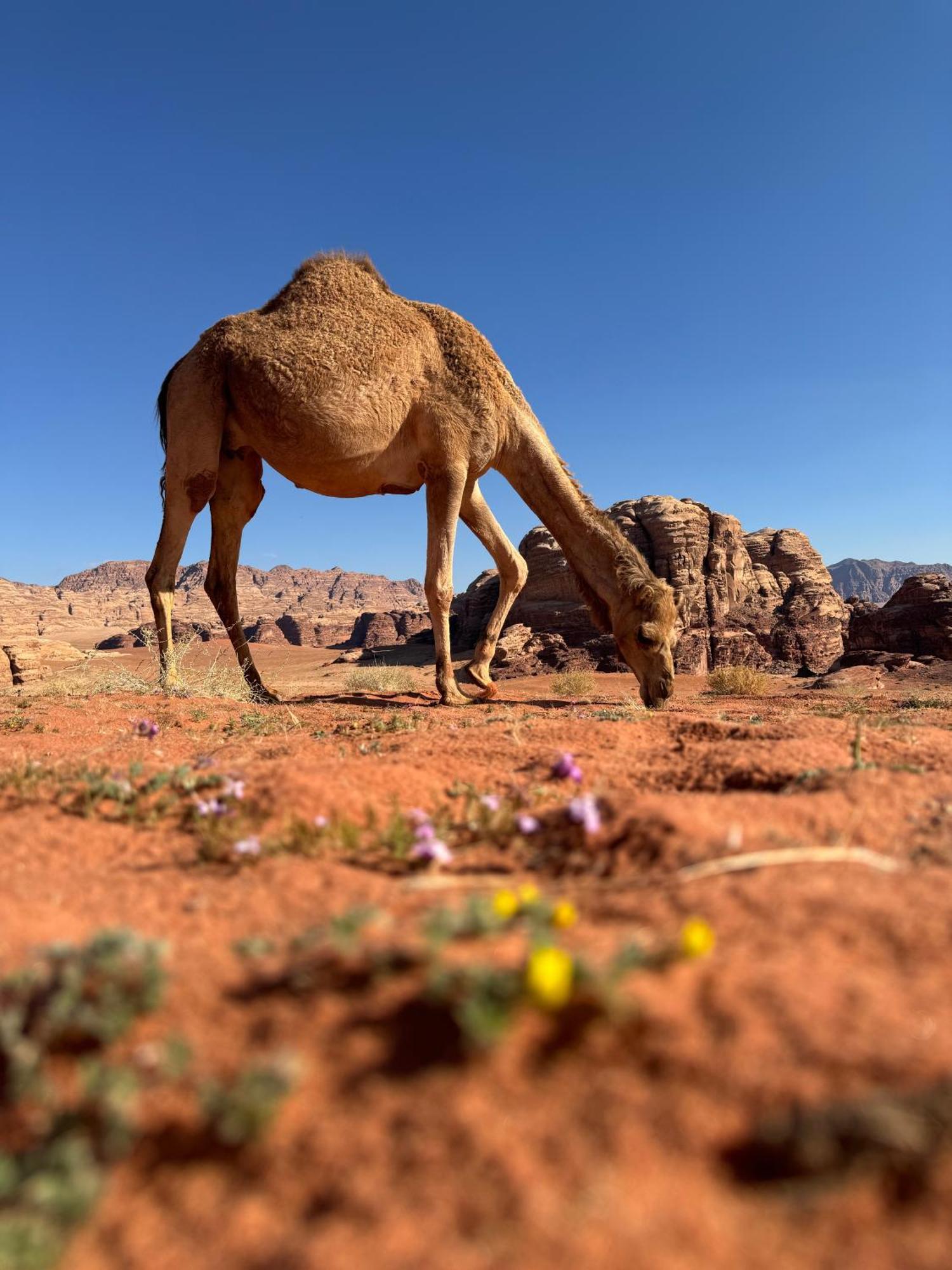 Desert Bird Camp 와디럼 외부 사진