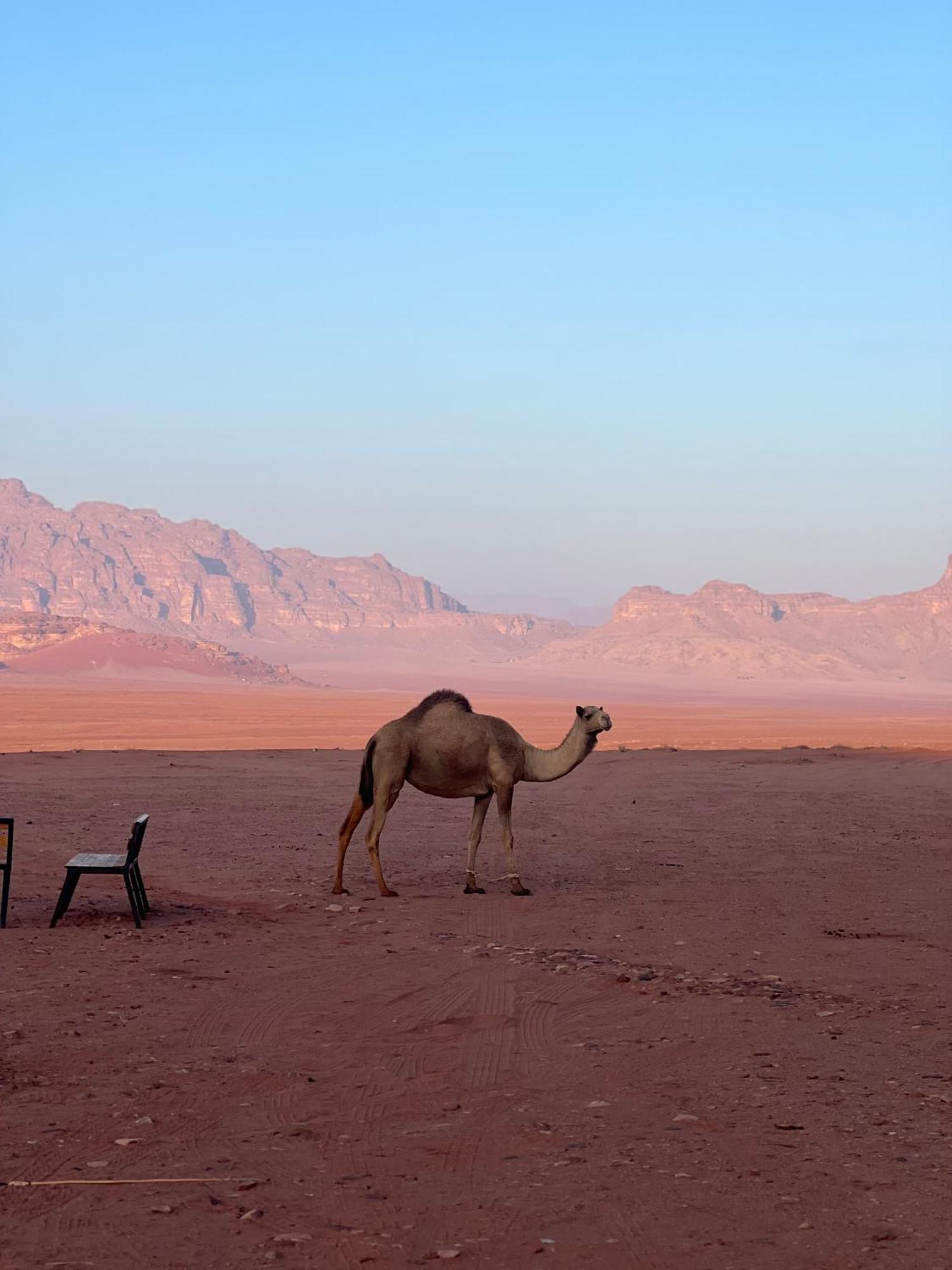 Desert Bird Camp 와디럼 외부 사진